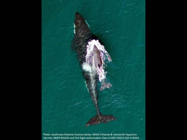 Drone capta imagem impressionante de bebê orca ameaçado e sua mãe
